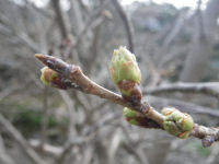 大沢さくら 大沢さくら