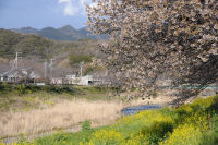 伏倉土手のヤマザクラ 伏倉土手のヤマザクラ