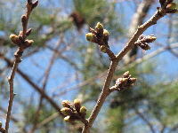 町内の桜(ソメイヨシノ) 町内の桜(ソメイヨシノ)
