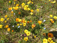 那賀花畑 那賀花畑