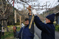 桜の枝へ短冊設置 桜の枝へ短冊設置