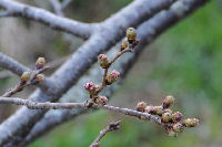 大澤の桜 大澤の桜