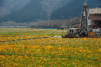 那賀花畑 那賀花畑