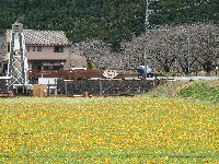 那賀花畑 那賀花畑