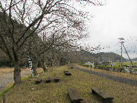 那賀バイパスの桜 那賀バイパスの桜