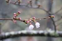 大沢さくら 大沢さくら