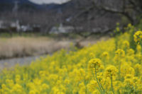 那賀川菜の花 那賀川菜の花