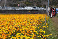 田んぼをつかった花畑 田んぼをつかった花畑