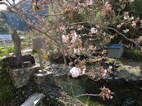 大沢温泉では桜が咲き始めました