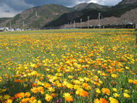 那賀花畑 那賀花畑