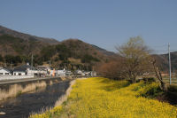 那賀川菜の花 那賀川菜の花