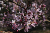 マメザクラ マメザクラ