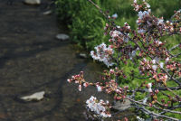 ソメイヨシノ ソメイヨシノ