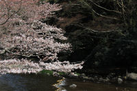 大沢さくら 大沢さくら