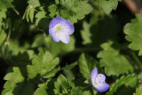 オオイヌノフグリ オオイヌノフグリ