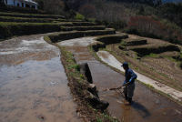 棚田代掻き作業 棚田代掻き作業