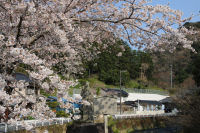 大沢桜 大沢桜
