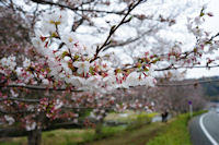町内の桜 町内の桜