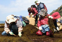 岩地区ひじき刈り 岩地区ひじき刈り