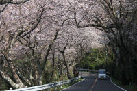 室岩洞付近の桜 室岩洞付近の桜
