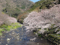 大澤温泉の桜 大澤温泉の桜