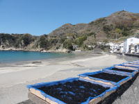 岩地ひじき天日干し 岩地ひじき天日干し