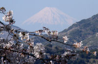 桜と富士山 桜と富士山