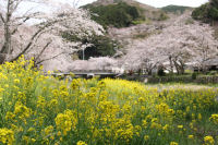 大沢桜 大沢桜