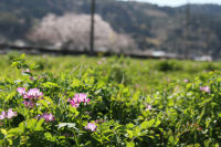 岩科のレンゲ 岩科のレンゲ