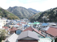 ヤマザクラ ヤマザクラ