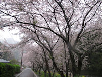 大沢の桜 大沢の桜