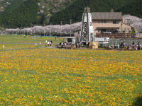 那賀花畑 那賀花畑