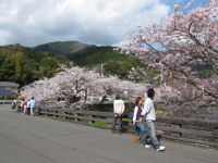 大澤の桜