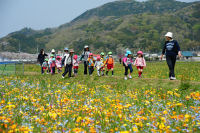 幼稚園花畑見学 幼稚園花畑見学