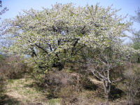 高通山の桜 高通山の桜