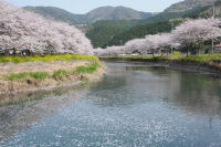 那賀川桜