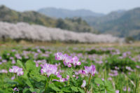 レンゲと桜 レンゲと桜