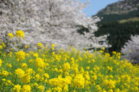 那賀川堤 那賀川堤