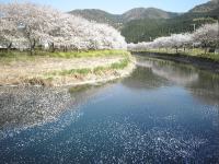 那賀川桜 那賀川桜
