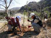 雲見地域おこしの会桜植栽 雲見地域おこしの会桜植栽