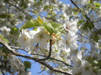 高通山の桜 高通山の桜