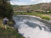 那賀川の桜 那賀川の桜