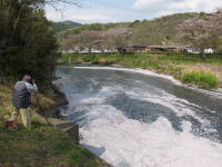 那賀川の桜