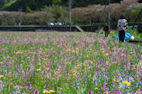 那賀花畑 那賀花畑