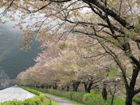 町内の桜は終わりを迎えました 町内の桜は終わりを迎えました