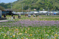 今日の那賀花畑 今日の那賀花畑