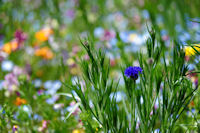 那賀花畑の矢車草 那賀花畑の矢車草