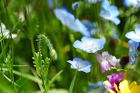 ひなげしのつぼみ ひなげしのつぼみ