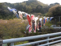 八木山のこいのぼり 八木山のこいのぼり