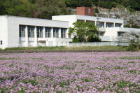 岩科レンゲ 岩科レンゲ